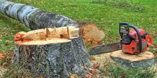 How Our Tree Care Process Works  in  Sunset Beach, NC