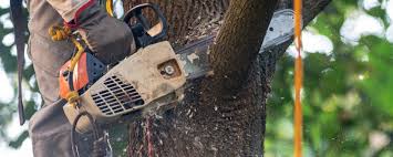 Best Firewood Processing and Delivery  in Sunset Beach, NC