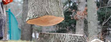 Sunset Beach, NC Tree Care Company