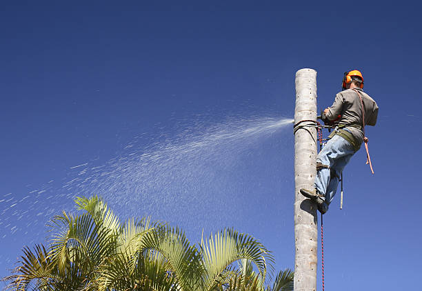 Best Aeration Services  in Sunset Beach, NC