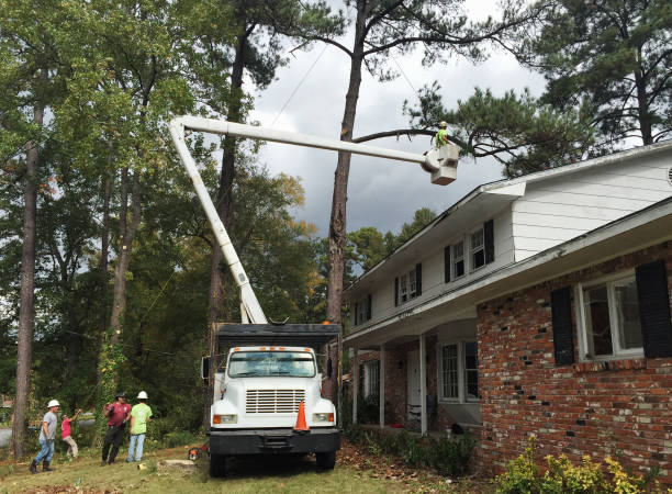 Best Fruit Tree Pruning  in Sunset Beach, NC