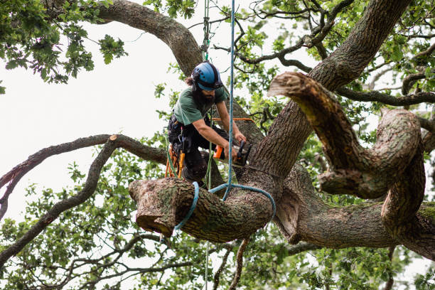 Best Palm Tree Trimming  in Sunset Beach, NC