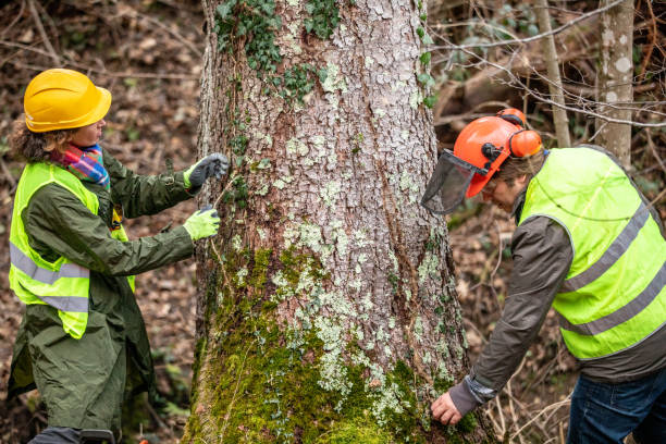 Best Tree Risk Assessment  in Sunset Beach, NC