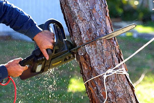 Best Tree Mulching  in Sunset Beach, NC