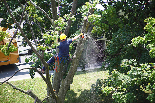 Best Weed Control  in Sunset Beach, NC